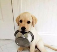 狗狗好像一直吃不飽，需要加餐嗎？