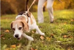 狗狗是如何舒緩壓力的呢？