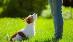 讓狗狗安靜的七大方法，你知道嗎？