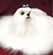你不快樂嗎？那是因為你沒有養(yǎng)狗！