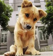 你眼中的土狗，它是我的家人！