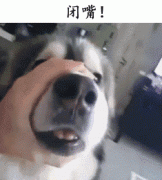 自從養了狗，撿屎官們就多了這些口頭禪……