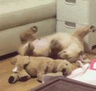 什么暖汪，全都是騙我養狗編出來的鬼話！